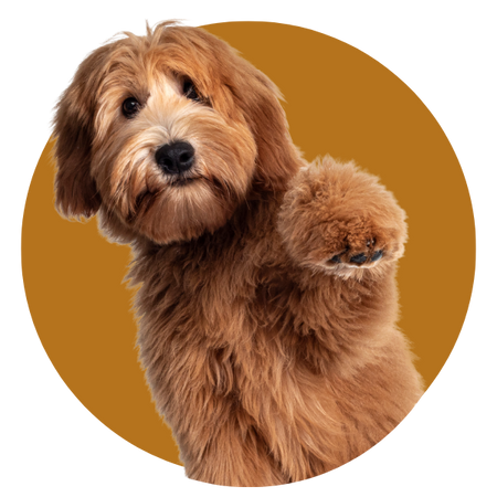 Linha Pet